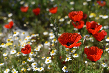 Red poppy (Papaver rhoeas) and other flowers meadow in sunlight, selective focus. Blooming poppies and meadow flowers lanscape, low angle shot, natural floral background, Armenia.