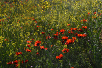 Red poppy (Papaver rhoeas) and yellow flowers meadow in sunlight, selective focus. Blooming poppies and meadow flowers lanscape, low angle shot, natural floral background, Armenia.