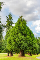 Cypress tree. Nature of mixed forest. Landscape of meadow at park. Summer park zone nature. Scenic landscape of woodland. Public park. Nature of forest. Green forest wood landscape in summer