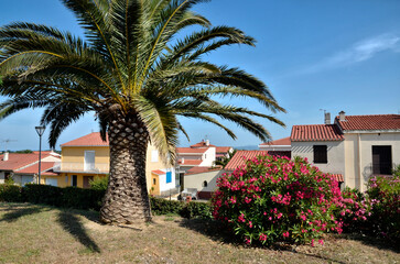 Palm tree and blooming red oleander (Nerium oleander) at Saint-Cyprien village, commune in the...