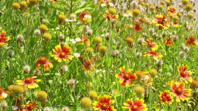Gaillardia pulchella Foug. Gaillardia aristata Pursh Slovenia flowers colorful