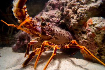 A spiny lobster Palinurus elephas underwater in the Mediterranean sea, Alghero, Sardinia, Italy.
