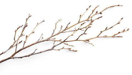 Fototapeta premium Dry branches Twigs isolated on white background