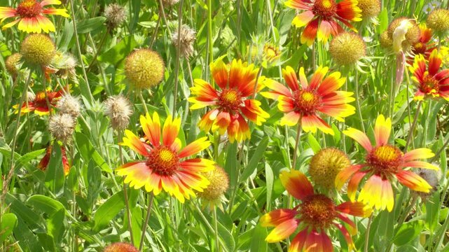 Gaillardia pulchella Foug. Gaillardia aristata Pursh Slovenia flowers close-up