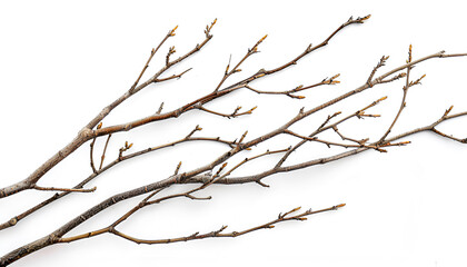 Dry branches Twigs isolated on white background