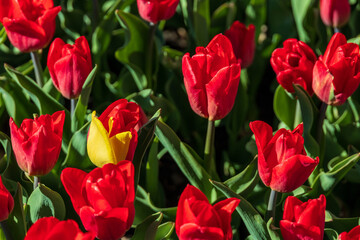 Bed of Red Tulips with one red-yellow tulip; tulips are symbols of happiness, love, joy, romance and well wishes