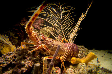 A spiny lobster Palinurus elephas underwater in the Mediterranean sea, Alghero, Sardinia, Italy.