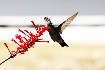 Hummingbird feeding on the nectar of flowers © Mrio