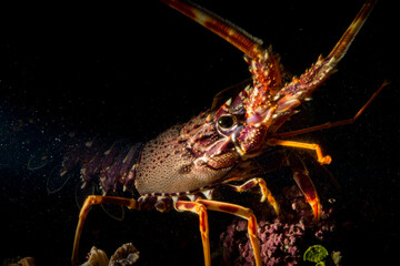A spiny lobster Palinurus elephas underwater in the Mediterranean sea, Alghero, Sardinia, Italy.