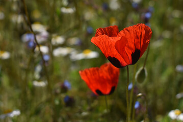 Red poppy (Papaver rhoeas) field landscape, selective focus. Closeup of blooming poppies, low angle shot, natural floral background, Armenia.