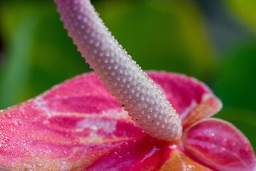 Pink Anthurium flower with water drops (Anthurium andraeanum)