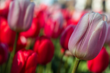 Single pink tulip in focus among many in a large flower bed; selective focus; tulips are symbolic of happiness, love, joy and well wishes; concepts of romance and spring
