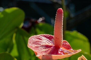 Pink Anthurium flower with water drops (Anthurium andraeanum)