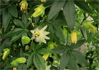 Cream and purple passion flower with leaves