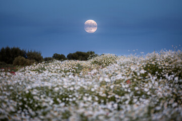 A glowing full moon rises in the twilight sky over on a rustic field with flowers.