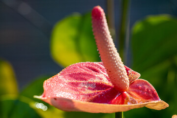 Pink Anthurium flower with water drops (Anthurium andraeanum)