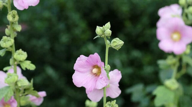 Alcea rosea threeflowers-sunlight. Alcea rosea (Common or Garden hollyhock, Rose mallow, Hibiscus) is an ornamental dicot flowering plant in the family Malvaceae.
