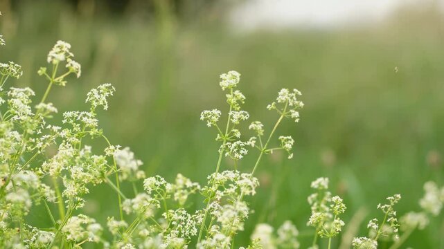Galium mollugo. Galium odoratum, sweet woodruff or sweet scented bedstraw. Galium mollugo named white bedstraw or hedge bedstraw.