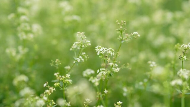 Galium mollugo. Galium odoratum, sweet woodruff or sweet scented bedstraw. Galium mollugo named white bedstraw or hedge bedstraw.