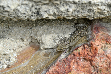 Ägäischer Nacktfinger, Ägäischer Nacktfinger-Gecko // Kotschy's gecko (Mediodactylus kotschyi) - Milos, Greece
