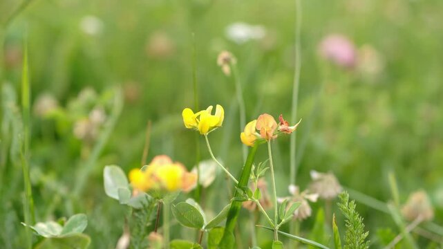 Bird&rsquo;s-foot-trefoil (Lotus corniculatus).Flower macro Lotus corniculatus common bird's-foot trefoil and bird's-foot deervetch perennial herbaceous plant, similar in appearance to some clovers.