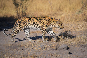 Africa wildlife. Panthera leopard, Panthera pardus, levhart, predator native Africa, Botswana. Wildlife, typical environment of leopard subspecies. On the rock. National park Moremi, Okavango, Kwai.
