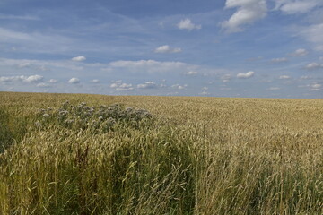 Landschaft an der Grenze zwischen NRW und Niedersachsen
