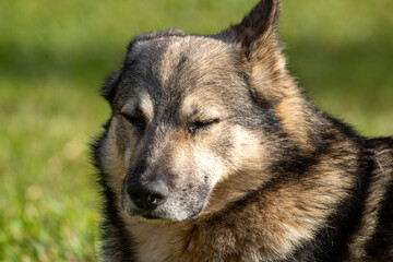 portrait of a mantiqueira shepherd resting peacefully, dog breed of Brazilian nationality