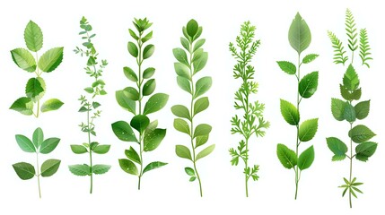 Fototapeta premium collection of various green leaves arranged in a row on a white background, showcasing different shapes and textures. Ideal for botanical designs, natural-themed projects, or as isolated elements for 