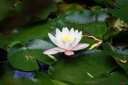 pink and white water lily