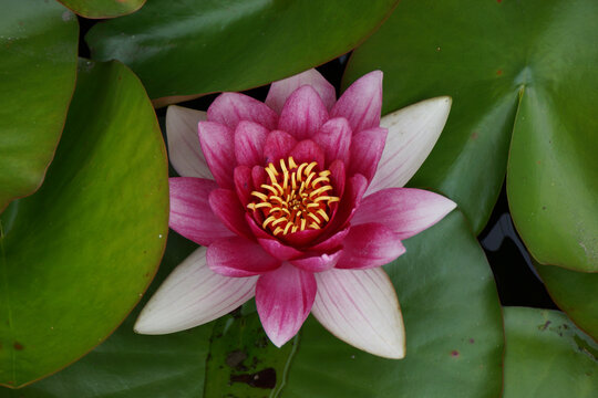 pink lotus flower