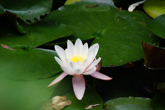 white water lily