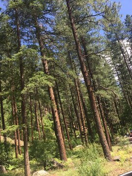 flagstaff arizona forest in summer
