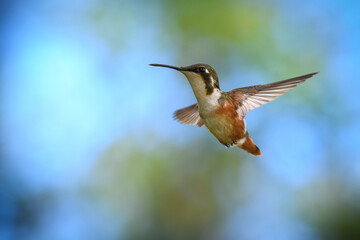 Zumbador Pechiblanco © HelvyGiovanny