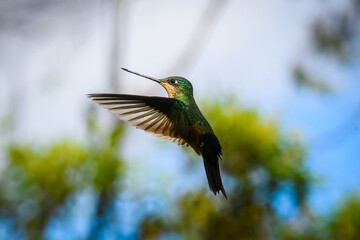 Coeligena lutetiae © HelvyGiovanny