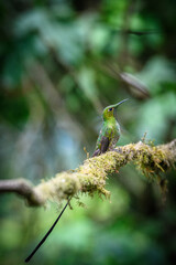 colibri colilargo mayor reposando