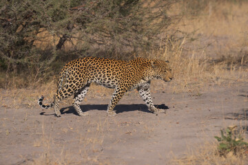 Obraz premium Africa wildlife. Panthera leopard, Panthera pardus, levhart, predator native Africa, Botswana. Wildlife, typical environment of leopard subspecies. On the rock. National park Moremi, Okavango, Kwai. 