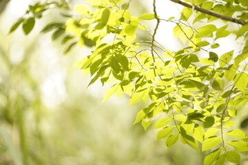 Obraz premium Hojas verdes de una rama de árbol en verano 