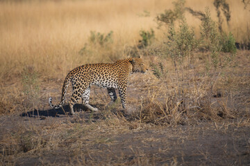 Africa wildlife. Panthera leopard, Panthera pardus, levhart, predator native Africa, Botswana. Wildlife, typical environment of leopard subspecies. On the rock. National park Moremi, Okavango, Kwai.
