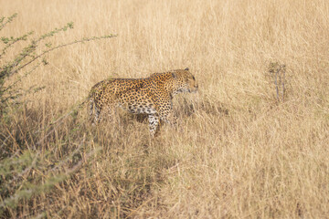 Naklejka premium Africa wildlife. Panthera leopard, Panthera pardus, levhart, predator native Africa, Botswana. Wildlife, typical environment of leopard subspecies. On the rock. National park Moremi, Okavango, Kwai. 