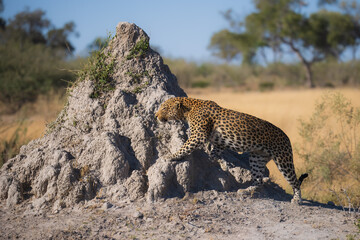 Africa wildlife. Panthera leopard, Panthera pardus, levhart, predator native Africa, Botswana. Wildlife, typical environment of leopard subspecies. On the rock. National park Moremi, Okavango, Kwai.

