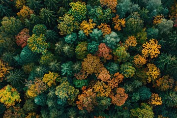 Aerial view of forest with autumn colors. This image showcases the diverse colors of trees during autumn, perfect for environmental or nature-themed projects.