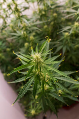 Cannabis Hanf Pflanze mit Blüten kurz vor der Ernte
