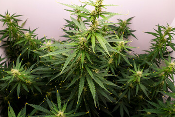 Cannabis Hanf Pflanze mit Blüten kurz vor der Ernte