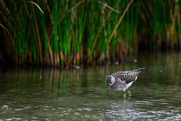 Bruchwasserläufer // Wood sandpiper (Tringa glareola)