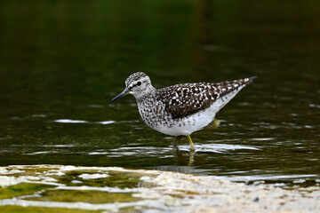 Bruchwasserläufer // Wood sandpiper (Tringa glareola)