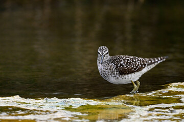 Bruchwasserläufer // Wood sandpiper (Tringa glareola)