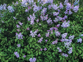 Fototapeta premium Blooming lilac bush. Spring concept of wildlife and freshness. The aroma and beauty of flowers.