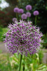 Ball shaped Allium flower in summer bloom. tall garden flower with sphere shaped head  