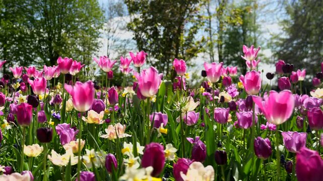 Close-up view of the tulip field in Keukenhof Park Nederlands